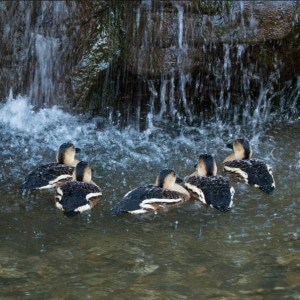 cairns zoom ducks
