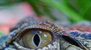 crocodile close up