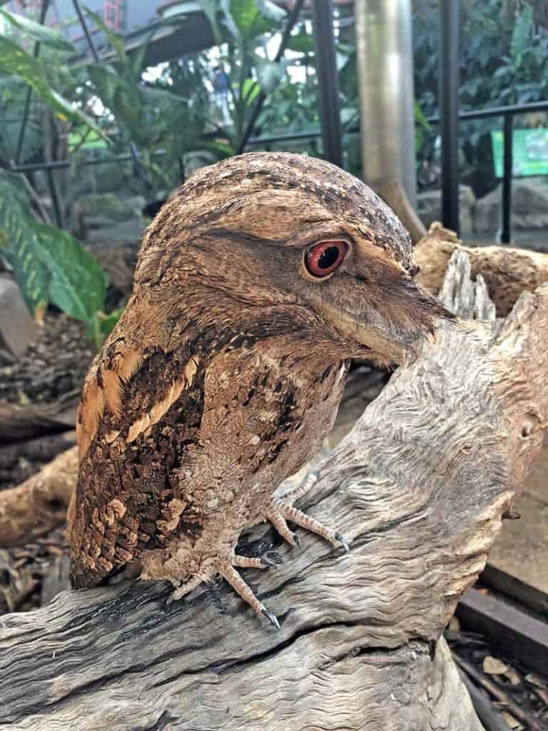 papuan frogmouth at cairns zoom and wildlife dome
