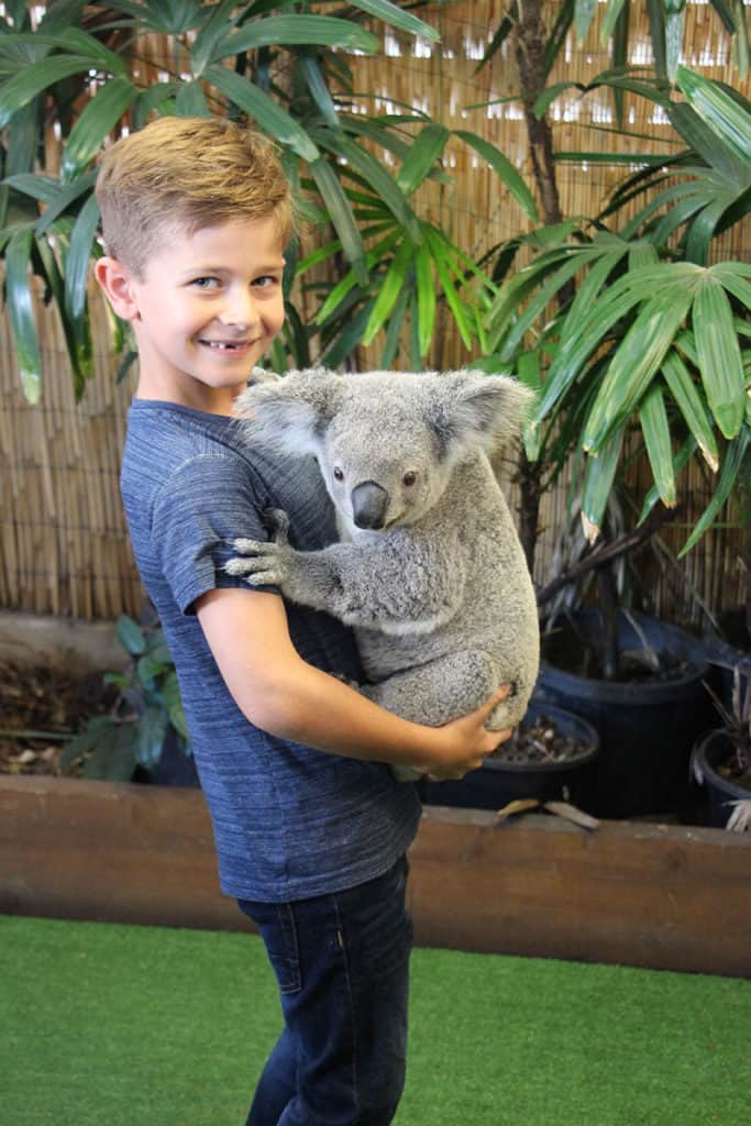 boy holding koala at cairns zoom