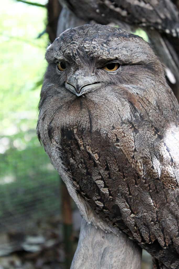 cairns zoom wildlife dome tawny frogmouth