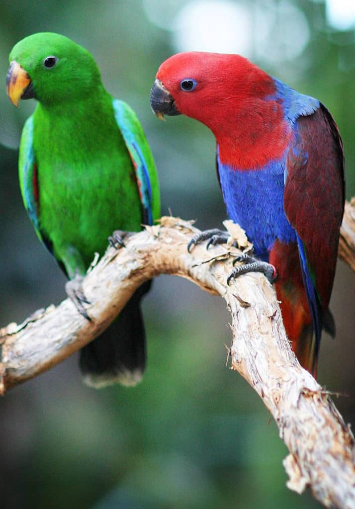 eclectus parrots cairns zoom wildlife dome