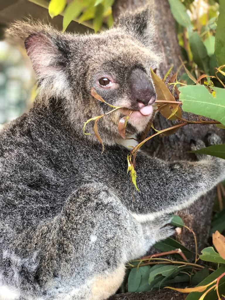 koala sticking out tongue at cairns zoom wildlife dome