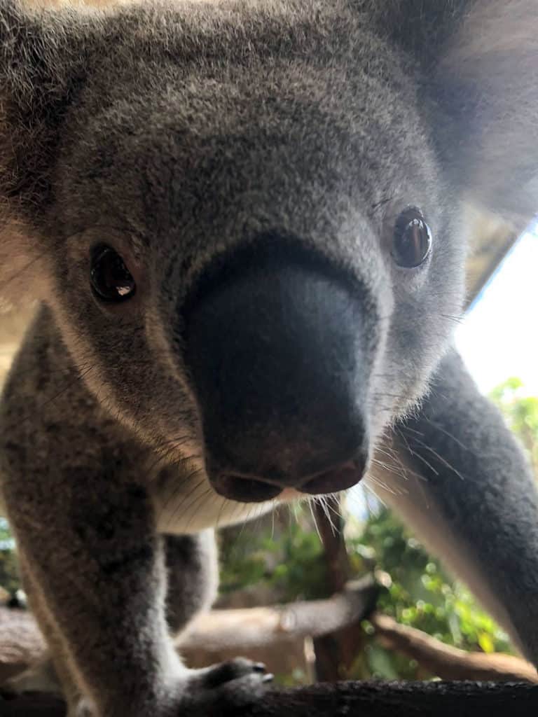 koala up close cairns zoom wildlife dome