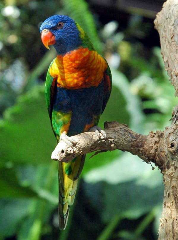 rainbow lorikeet in cairns wildlife park