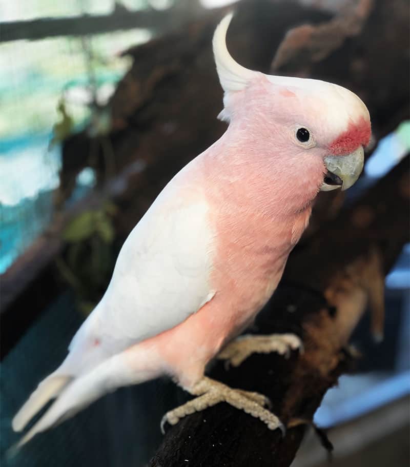 pink parrots