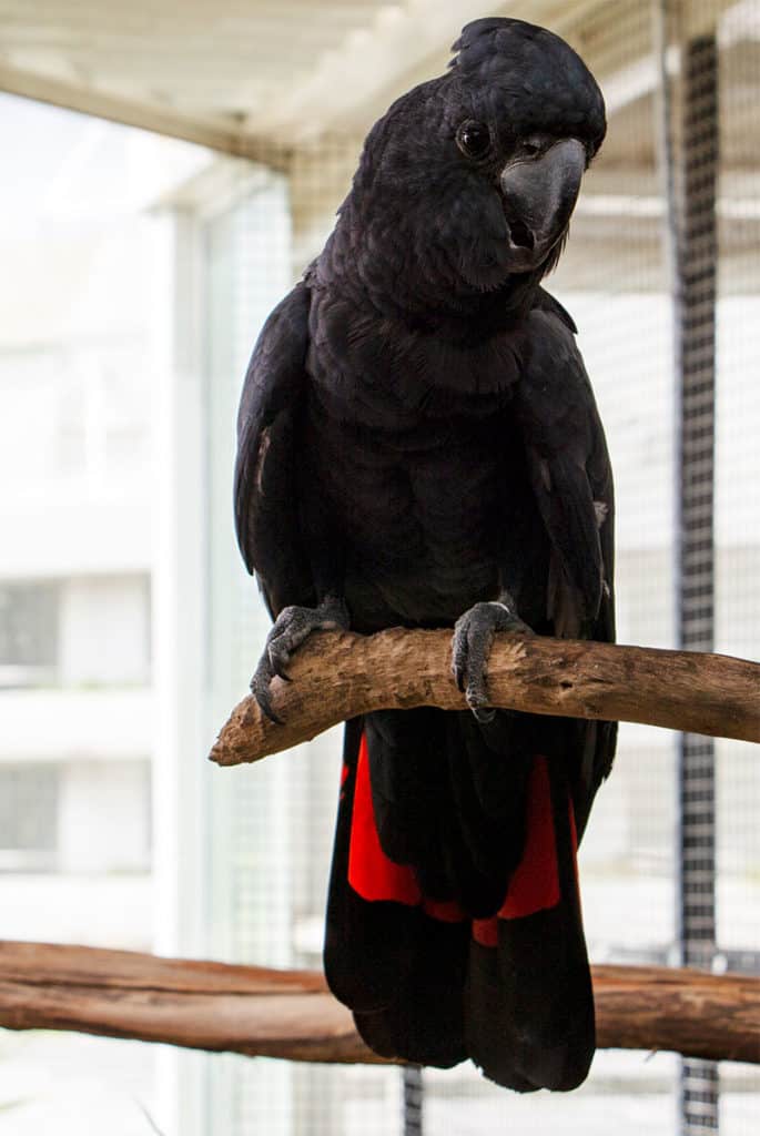 red tailed black cockatoo cairns zoom wildlife dome