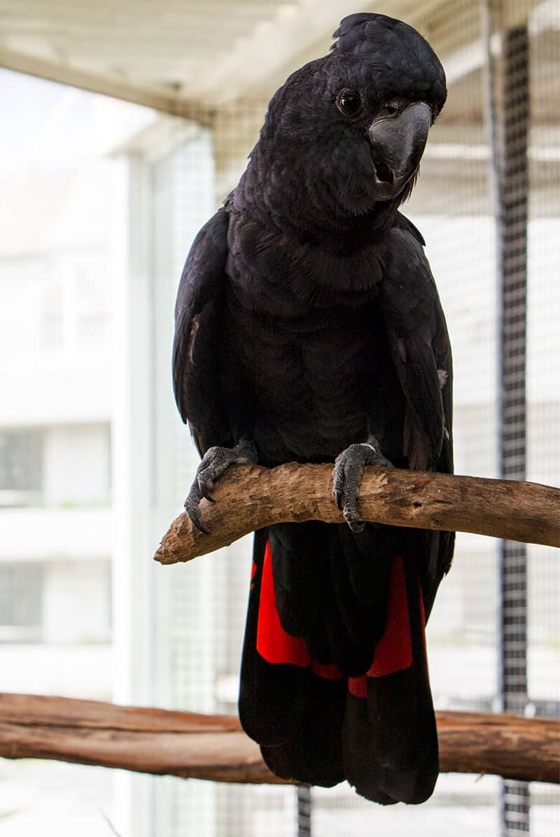 black cockatoo red