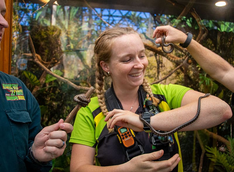 Meet Our New Baby Pythons Cairns Zoom Wildlife Dome