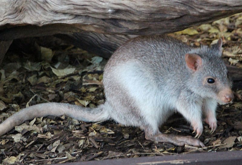 Marsupials | Cairns Zoom & Wildlife Dome